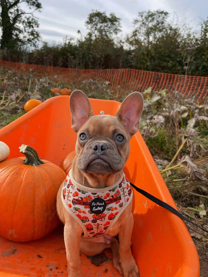 Pumpkin Patch Car