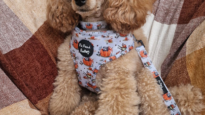 Little Pumpkin Bear Cub